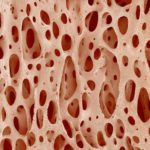 Найдены новые стволовые клетки человека для выращивания костной и хрящевой тканей