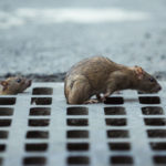 Зафиксирован первый случай заболевания человека крысиным гепатитом