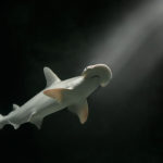 Обнаружена первая акула, питающаяся водорослями