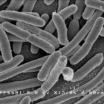 Ученые призывают создать «ноев ковчег» для микробов