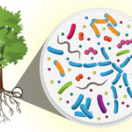 В корнях тополя найдены микробы, способные побороть рак