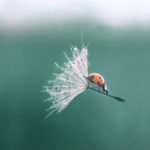 Ученые раскрыли механизм полета семян одуванчика