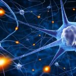 Ученые вырастили функциональную нейронную сеть человека из стволовых клеток