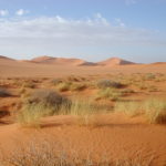 Древние скотоводы отсрочили процесс превращения Сахары в пустыню, а не ускорили