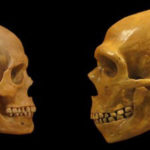 Неандертальцы неоднократно спаривались с современными людьми