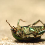 Почему насекомые умирают в положении кверху лапками