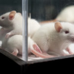 Эксперименты с мозгом мышей показали, как определенный звук вызывает страх
