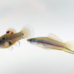 Тридцать лет искусственной эволюции привели к появлению новой половой хромосомы у рыб