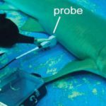 Эмбрионы акулы могут перемещаться по маткам матери и съедать своих «братьев»
