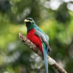 Ученые разгадали загадку цветового разнообразия перьев у птиц