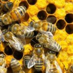 Маточное молочко пчел поможет сохранить эмбриональные стволовые клетки