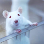 «Стирание» воспоминаний ослабило зависимость крыс от кокаина