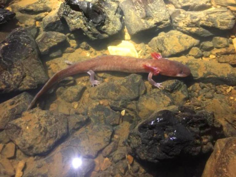 image_6853e-berry-cave-salamander1