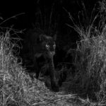 В Кении запечатлели черного леопарда