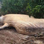 В прибрежном районе Амазонки нашли мертвого кита