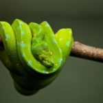 Ученые объяснили, как змеи в процессе эволюции потеряли конечности