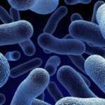 Клетки бактерий оказались способны переходить в «режим зомби»