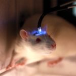 Китайские ученые создали крыс, управляемых командами человеческого мозга