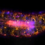 Ученые засняли работу нейронов внутри личинки дрозофилы