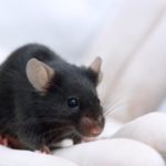 Генная терапия вернула зрение слепым мышам