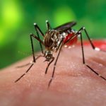 В антеннах комаров обнаружили белок, позволяющий узнавать запах человека