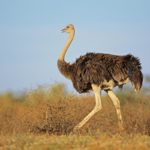 Биологи выяснили, как страусы потеряли способность к полету