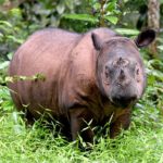 Умер последний известный самец суматранского носорога в Малайзии