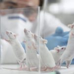 Ученые «заразили» мышей аутизмом