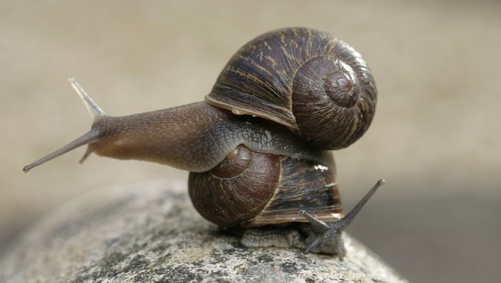 snails0