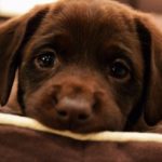 Ученые объяснили эволюцию «щенячьих глаз» у собак