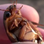 Появление в Сочи крупных летающих американских тараканов насторожило исследователей