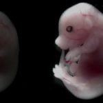 Япония одобрила первые эксперименты на эмбрионах человека и животных