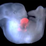 Создан первый в мире эмбрион-химера обезьяны и человека