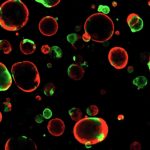 Ученые вырастили «органоида-киборга» из стволовых клеток
