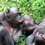 Ученые объяснили, почему самки бонобо практикуют однополый секс