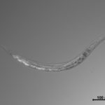 Обнаружены странные черви с тремя полами