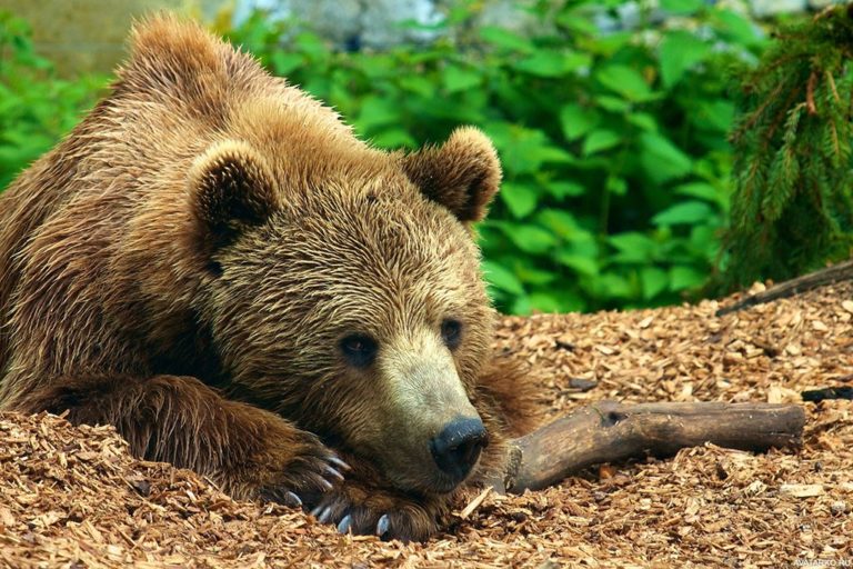 Фиксируется глобальное увеличение числа нападений медведей на людей