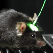 Оптогенетика позволяет контролировать нейроны светом