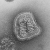 Микрофотография вируса гриппа