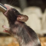 Биологи нашли нейроны, ответственные за развитие алкоголизма