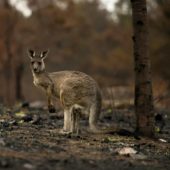 Кенгуру в выжженном пожаром австралийском лесу / © Reuters