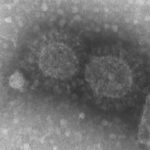 Ученые расшифровали геном коронавируса, выявленного у жителя Бразилии, и нашли в нем отличия от оригинального штамма