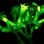 Российские ученые получили первые полноценно светящиеся растения
