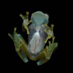 Ученые объяснили, зачем стеклянным лягушкам полупрозрачная кожа