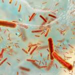 Биологи нашли «тайный ход» внутрь бактериальных биопленок