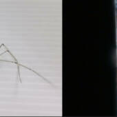 Изображение паука, используемого в исследовании, и купольная линза, созданная на его драглайн-шелке. © Cheng-Yang Liu