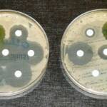 В рибосоме найден новый сайт связывания антибиотика