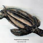 В Германии обнаружены останки древней двухметровой черепахи
