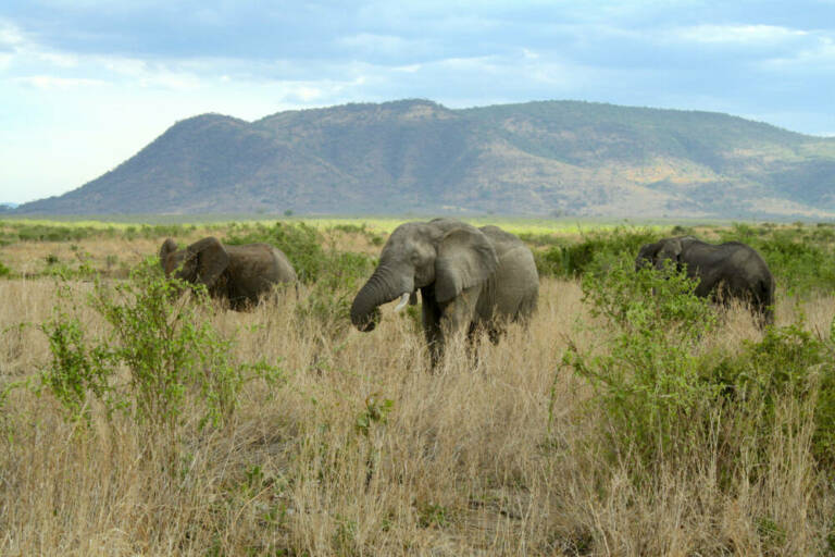Слоны выкорчевывают саженцы и небольшие деревья,создавая среду обитания для более мелких позвоночных, что помогает поддерживать пастбища. / © Justin Yeakel