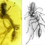 Исследование объяснило странную внешность «адских муравьев»